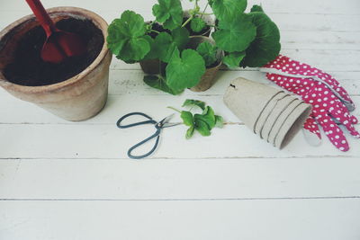 High angle view of potted plant on table