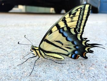 Close-up of butterfly on leaf