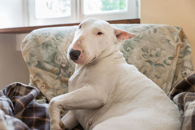 Close-up of dog relaxing on bed at home