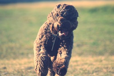 Close-up of dog running on field