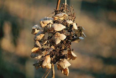 Close-up of wilted plant