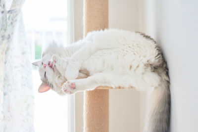 Cat cleaning itself at home