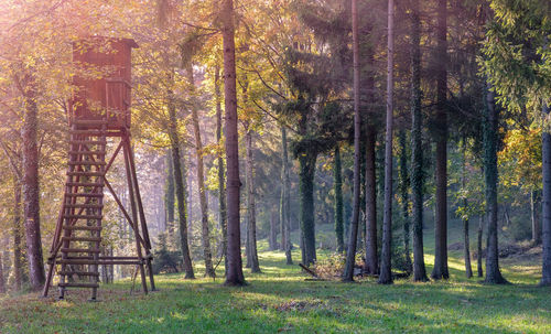 Trees in forest