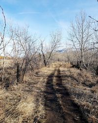 Scenic view of bare trees against sky