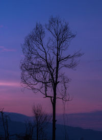 Silhouette bare tree against sky at night