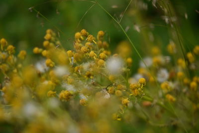 Close-up of insect on yellow flowering plant