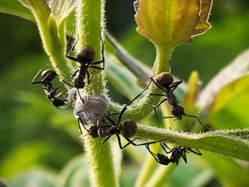 Close-up of insect on plant