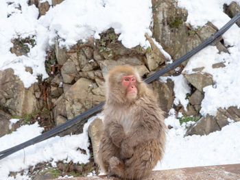 Japanese snow monkey