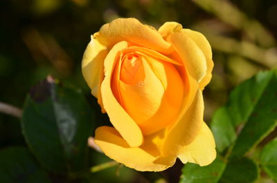 Close-up of yellow rose flower