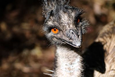 Close-up of ostrich