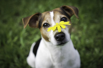 Close-up portrait of puppy