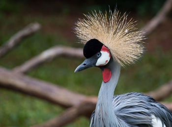 Close-up of a bird