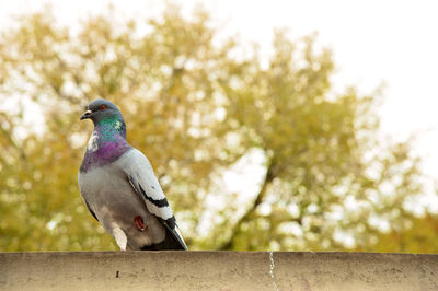 Close-up of bird perching on retaining wall