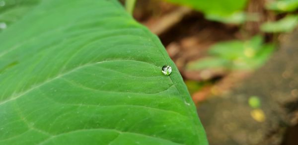 Close-up of green leaves