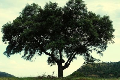 Trees on landscape against sky