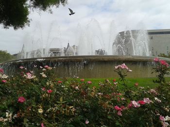 Pink flowers blooming in park