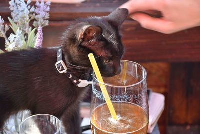 Close-up of a cat with beer glass