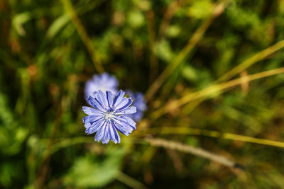 Close-up of purple flowering plant