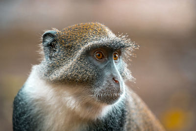 Close-up portrait of cute looking away