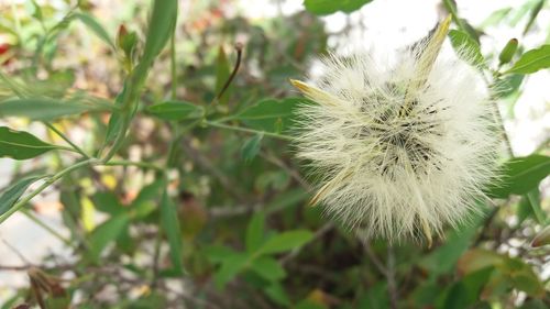 Close-up of white dandelion