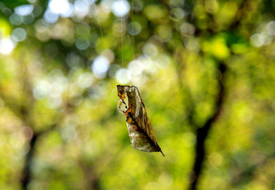 Close-up of butterfly on leaf