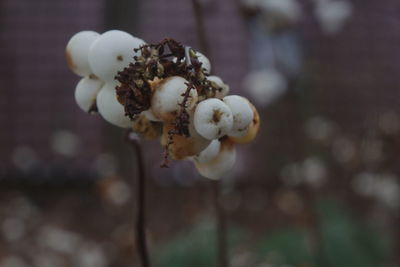 Close-up of white snowball berry