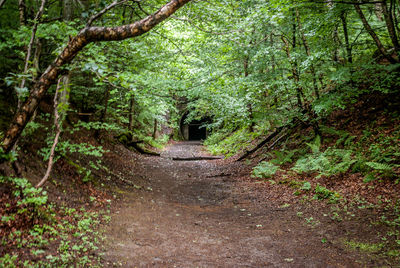 Road amidst trees in forest