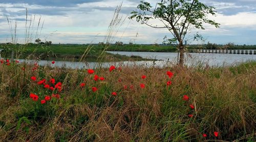 Red poppy flowers growing by lake against sky