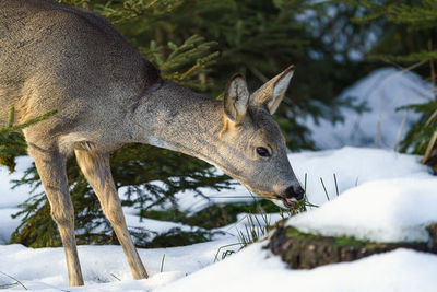 Roe deer eats grass under snow in spruce forest, capreolus capreolus. wild roe deer in nature.