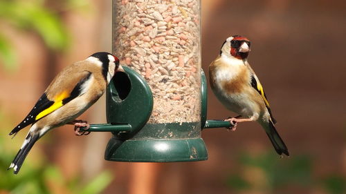 Close-up of birds perching on metal feeder goldfinch