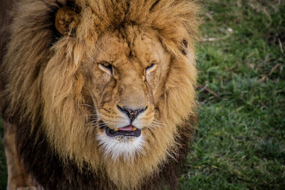 Close-up portrait of lion