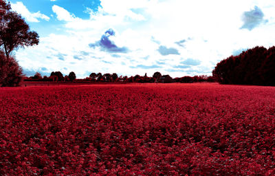 Scenic view of field against sky