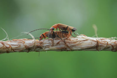 Close-up of insect