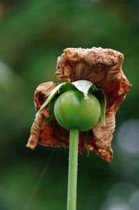 Close-up of flower against blurred background