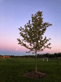 Tree on field against clear sky