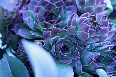 Close-up of purple flowering plant