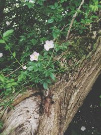 Close-up of fresh green plant by tree in forest