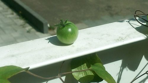 Close-up of plant