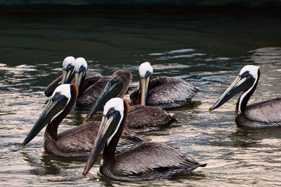 pelican