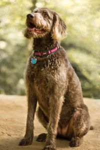 Dog looking away while sitting on land