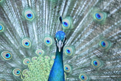 Close-up of peacock