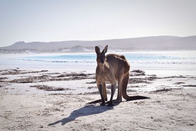 Horse standing on beach