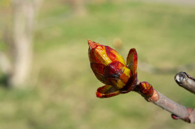 Close-up of berries growing on plant