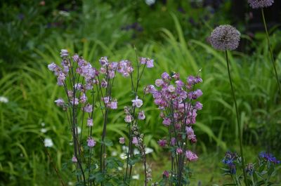 Close-up of purple flowering plants on field