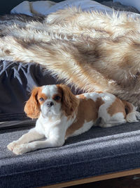 King charles cavalier spaniel 