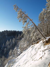 Snow covered trees against clear blue sky