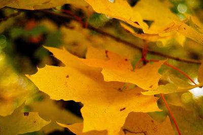 Close-up of leaves