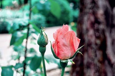 Close-up of rose plant