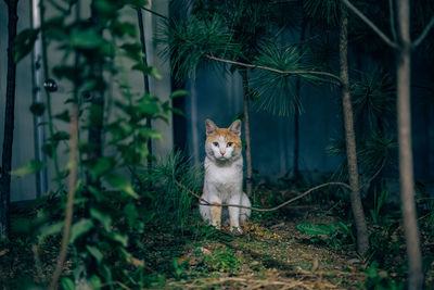 Portrait of a cat on ground