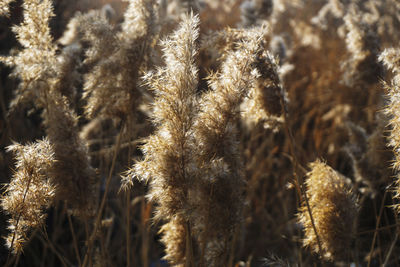 Close-up of stalks in field